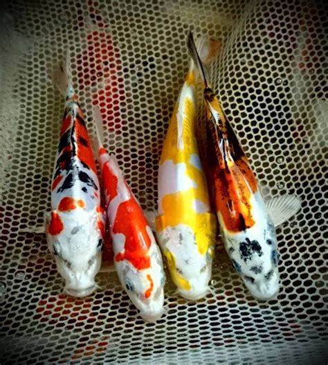 Koi fish for sale craigslist. Things To Know About Koi fish for sale craigslist. 